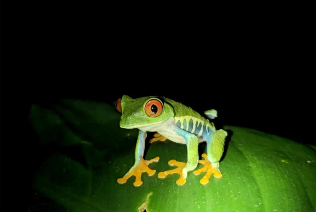 Night Wildlife Walk